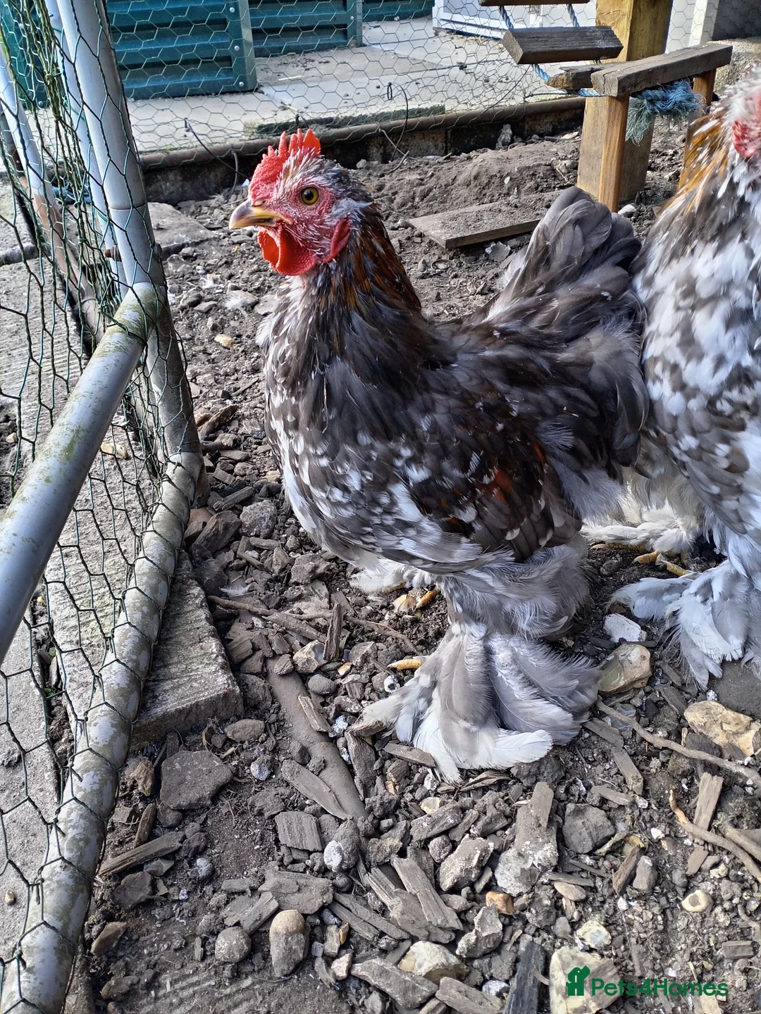 Chickens poultry for sale: Mixed Colour Pekin Cockerels - Advert 1