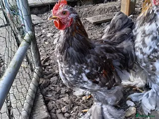 Chickens poultry Mixed Colour Pekin Cockerels - Advert 3