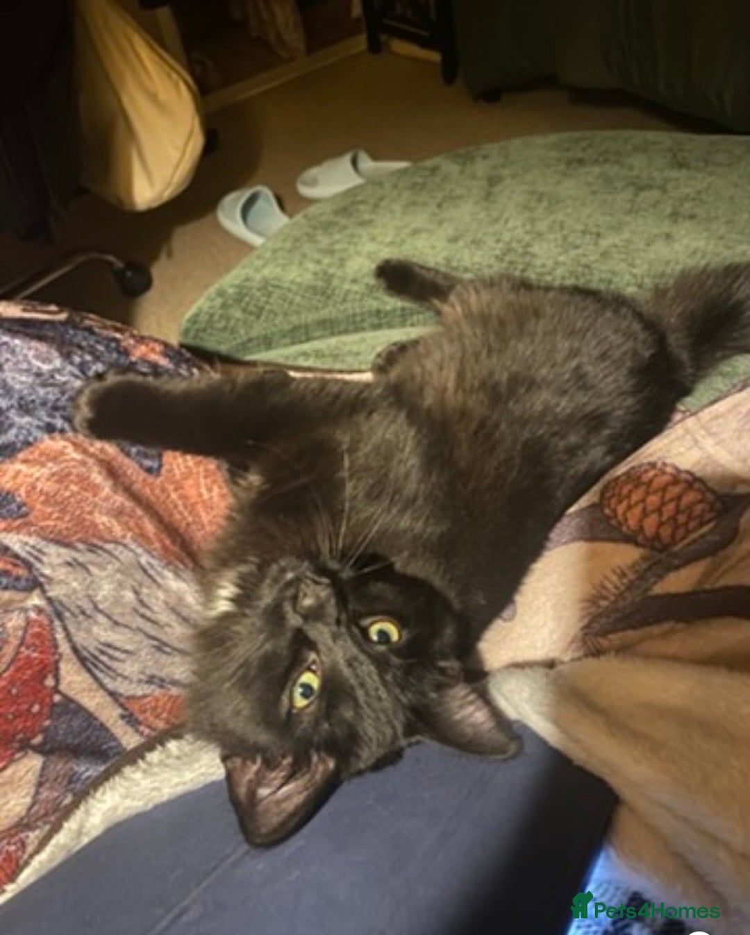 British Longhair cats for sale: 7month old male cat - Advert 1