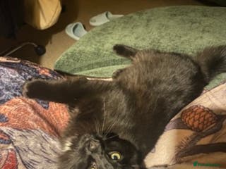 British Longhair cats 7month old male cat - Advert 1