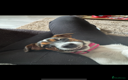 Patterjack dogs for sale: Luna 10 month old patterjack  - Image 2