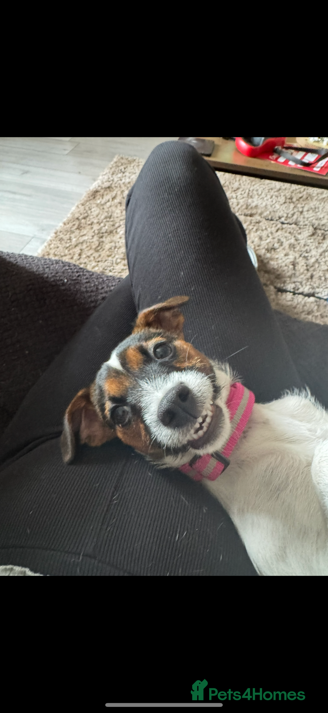 Patterjack dogs for sale: Luna 10 month old patterjack  - Image 2