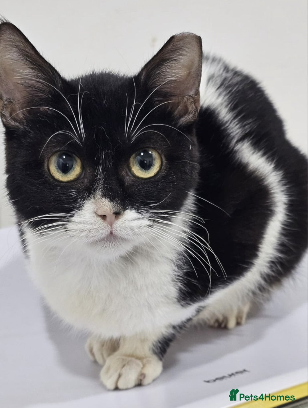 Mixed Breed cats for adoption: Felicity - Advert 6