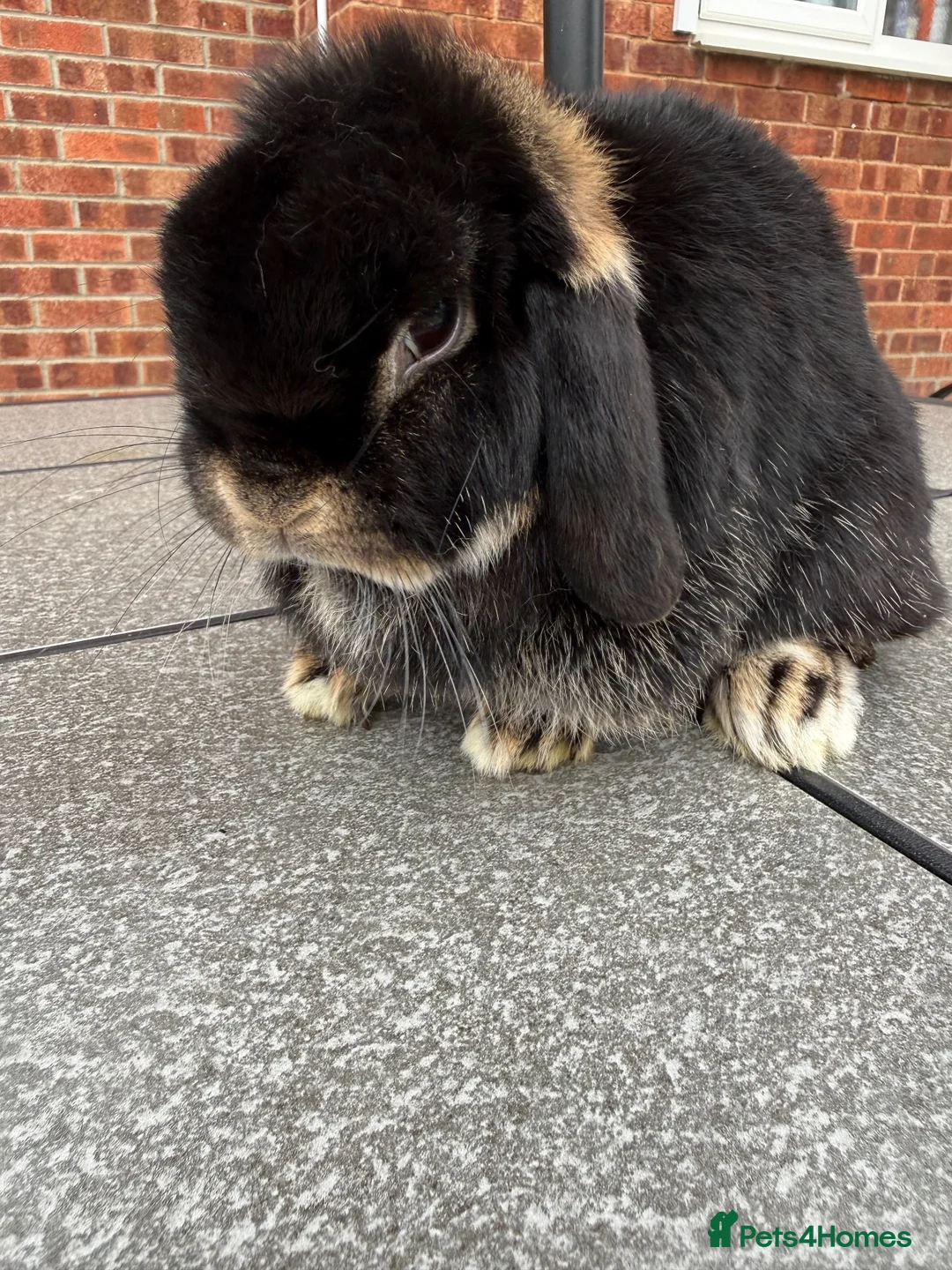 Mini Lop rabbits for sale: Mini lop 3.5 year old female - Advert 5