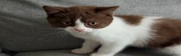 British Shorthair cats for sale: ❤️ OUR BEAUTIFUL BRITISH SHORTHAIR KITTENS ❤️ - Advert 22
