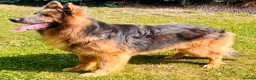 German Shepherd dogs for stud: stunning blue and tan German shepherd at stud in Doncaster - Advert 3