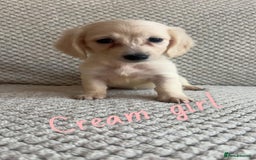 Miniature Dachshund dogs for sale: 1 boy 1 girl long haired ** - Image 19