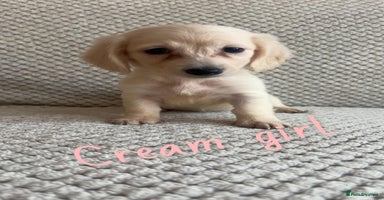 Miniature Dachshund dogs - Advert 12