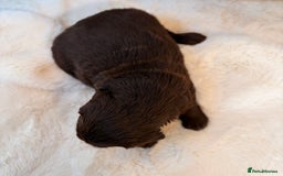 Labradoodle dogs for sale: ** RARE SILVER , CHOC & EBONY F1 LABRADOODLE PUPS  - Image 10