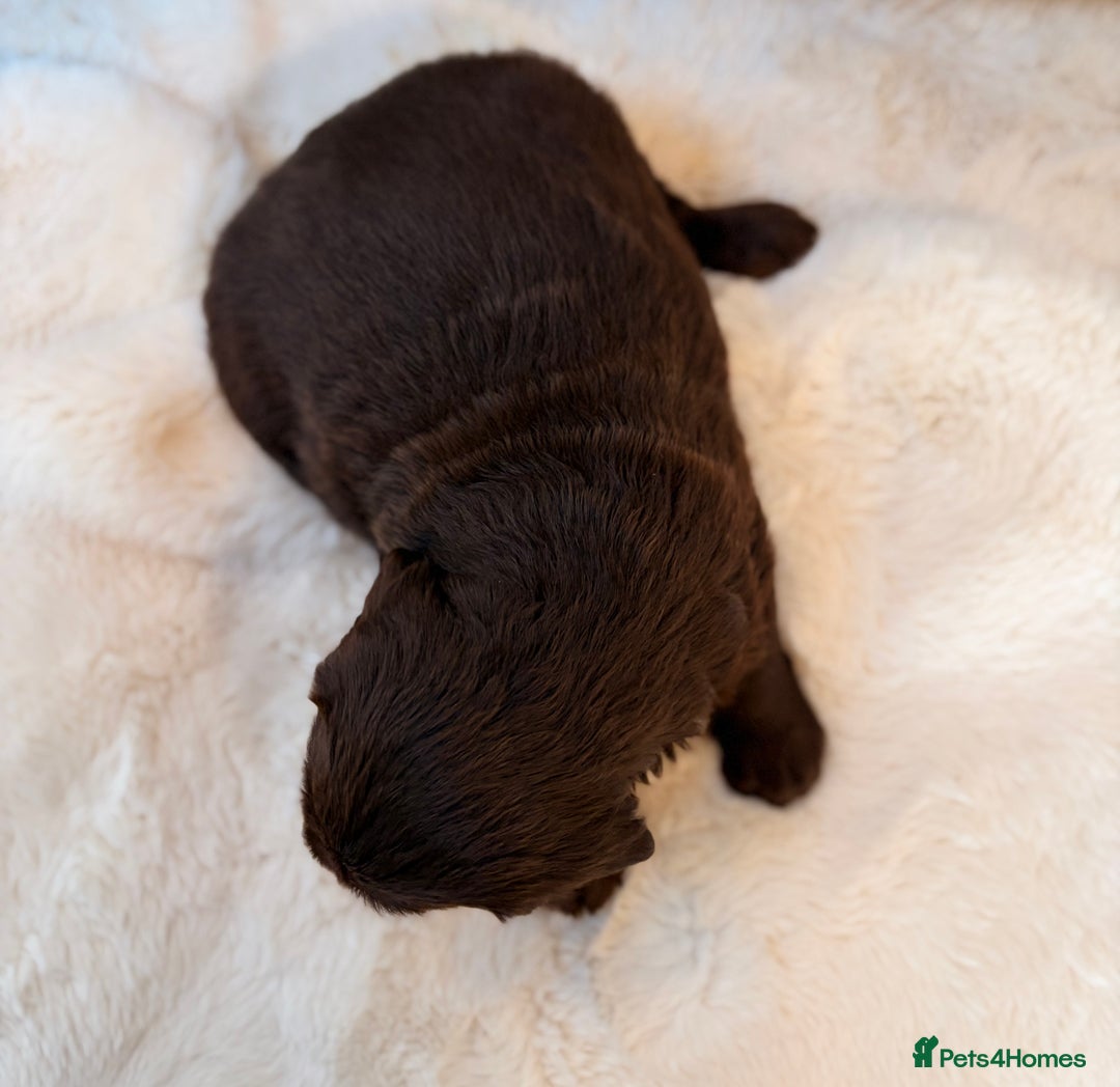 Labradoodle dogs for sale: ** RARE SILVER , CHOC & EBONY F1 LABRADOODLE PUPS  - Image 10