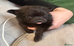Pomchi dogs for sale: Pomchi puppie for sale - Image 17