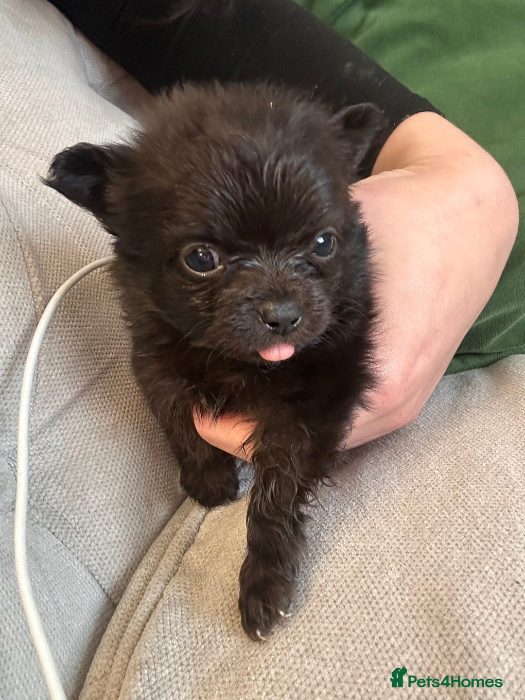 Pomchi dogs for sale: Pomchi puppie for sale - Image 17