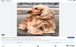Cocker Spaniel dogs for sale: Show type Cockers  - Image 3
