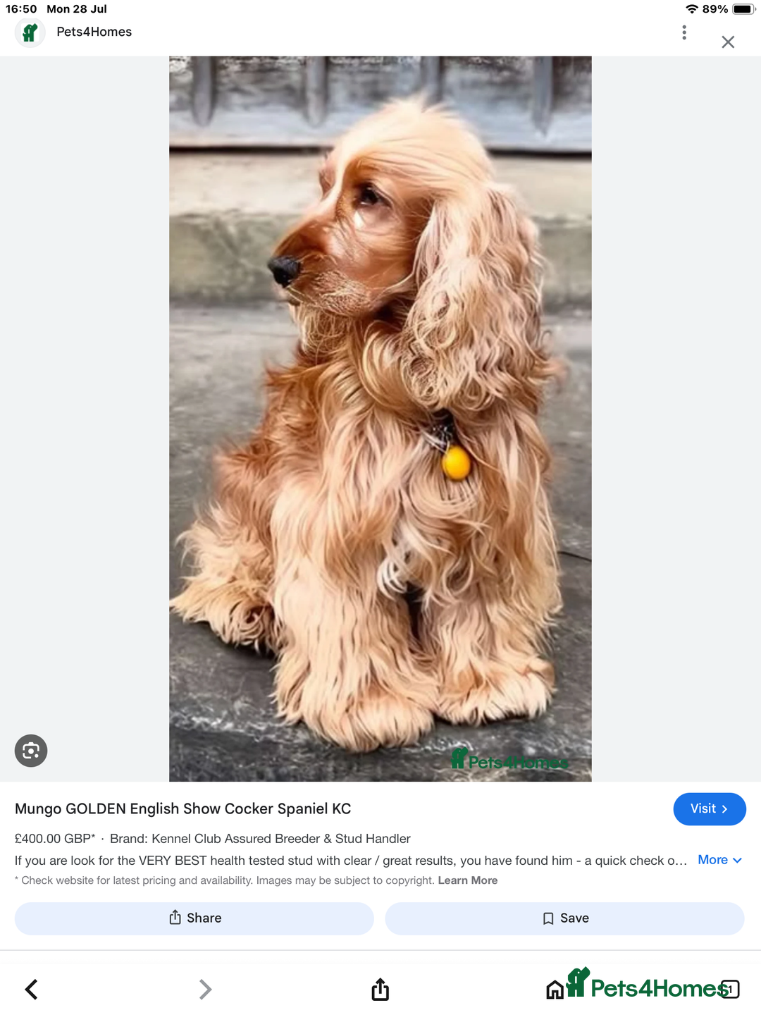 Cocker Spaniel dogs for sale: Show type Cockers  - Image 3