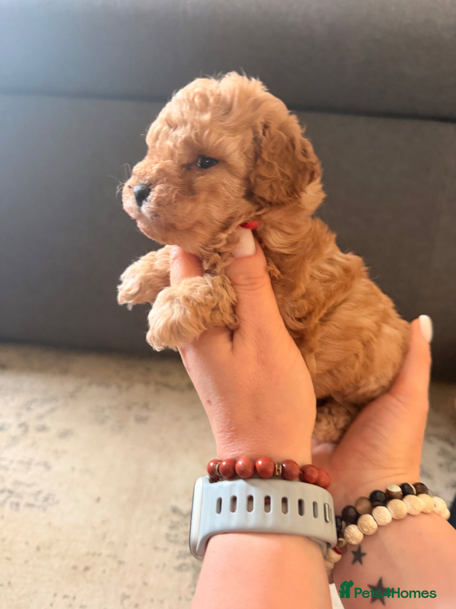 Mixed Breed dogs for sale: Only 2 left/Stunning Red Poodles  - Advert 1