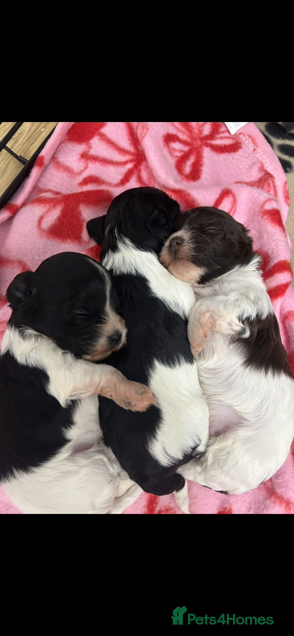 Havanese dogs Beautiful KC Registered Havanese Puppies - Advert 2