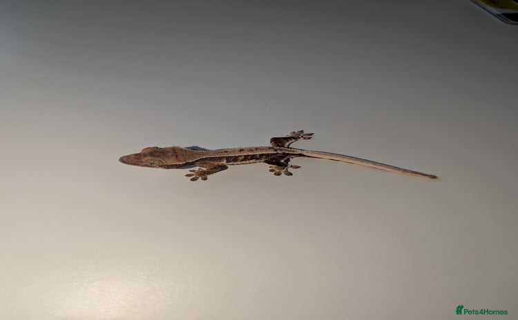 Gecko reptiles - Advert 5