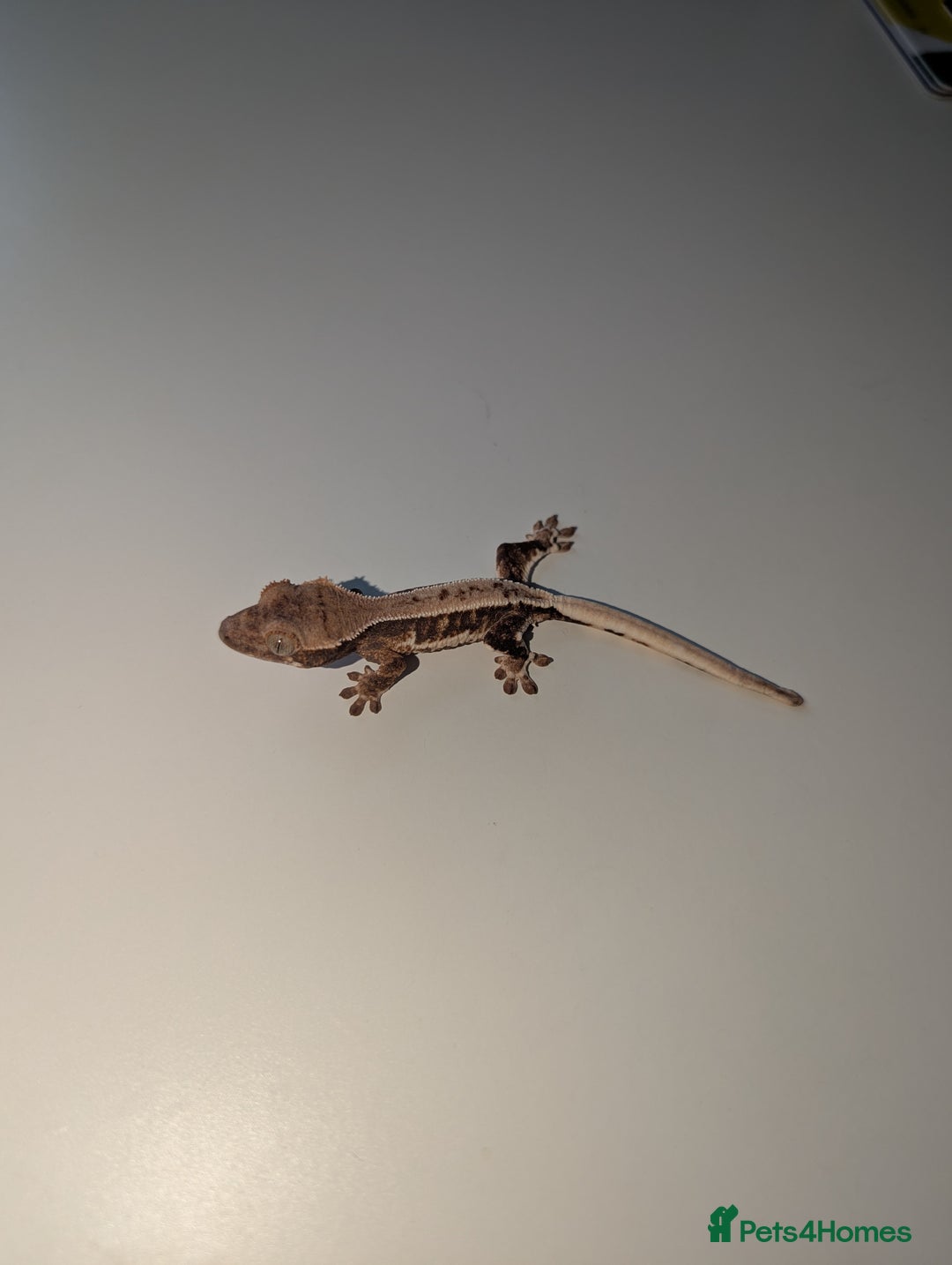 Gecko reptiles for sale: Lilly White Crested Gecko Hatchlings - Image 1