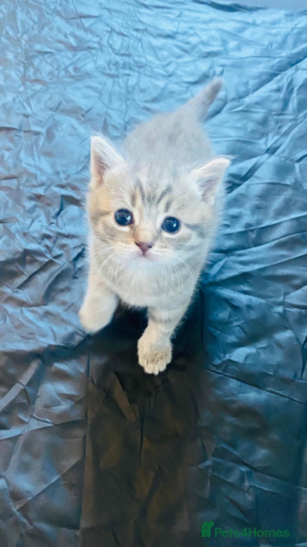 British Shorthair cats for sale: British Short Hair Kittens - Advert 3