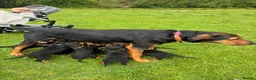 Huntaway dogs for sale: Huntaway puppies in Machynlleth - Advert 4