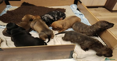 Dachshund dogs Champions Line Standard Dachshund - Advert 8