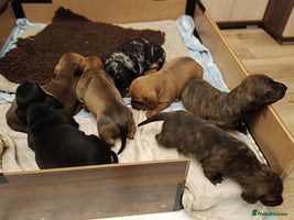 Dachshund dogs Champions Line Standard Dachshund - Advert 10