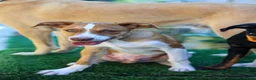 Mixed Breed dogs for adoption: Loyal by name - Loyal in nature - Advert 29