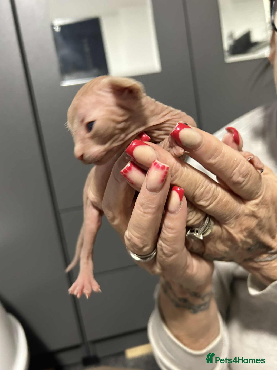 Sphynx cats for sale: 7 Sphynx Kittens  - Image 2