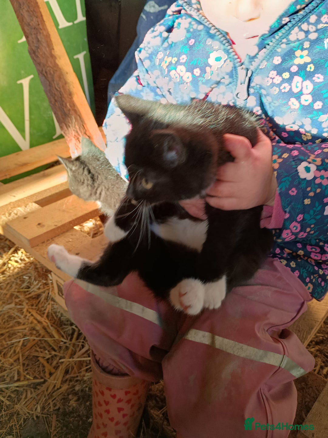 Mixed Breed cats for sale: Kittens for sale - Advert 3