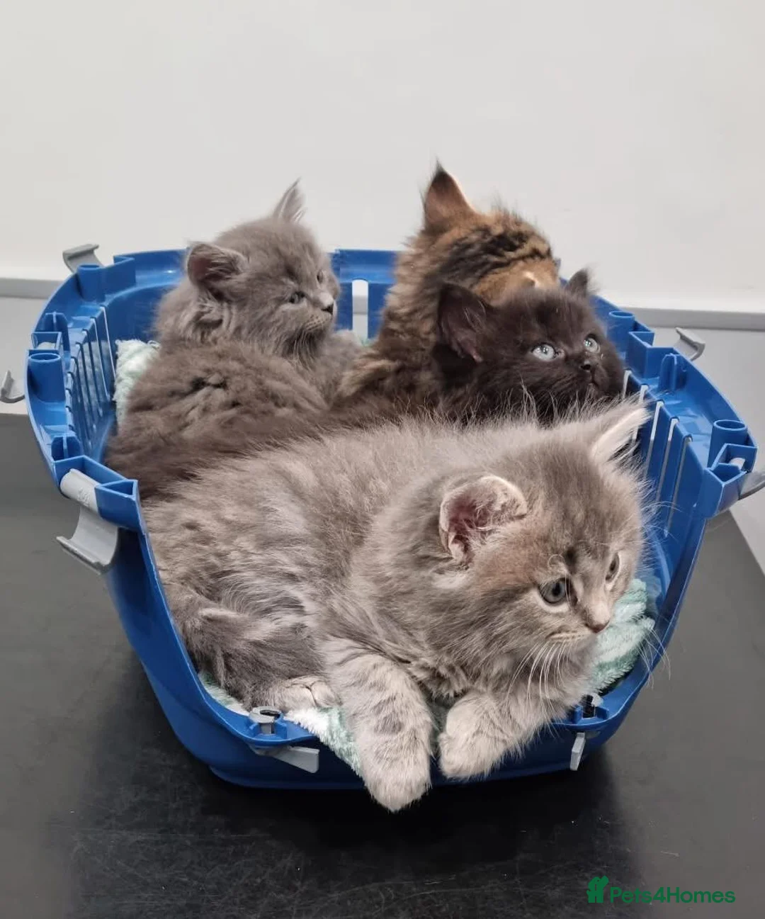 Persian cats for sale: Beautiful Persian Cross kittens for sale - Advert 2