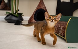 Abyssinian cats for sale:  Champions  Line Romeo-TICA reg. Abyssinian Beauty - Image 18