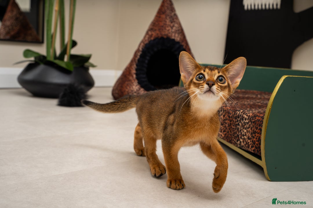 Abyssinian cats for sale:  Champions  Line Romeo-TICA reg. Abyssinian Beauty - Image 18