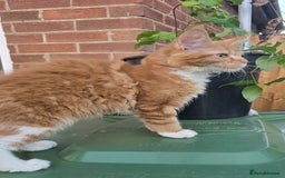 Maine Coon cats for sale: TICA registered pedigree Maincoon kittens . - Image 15