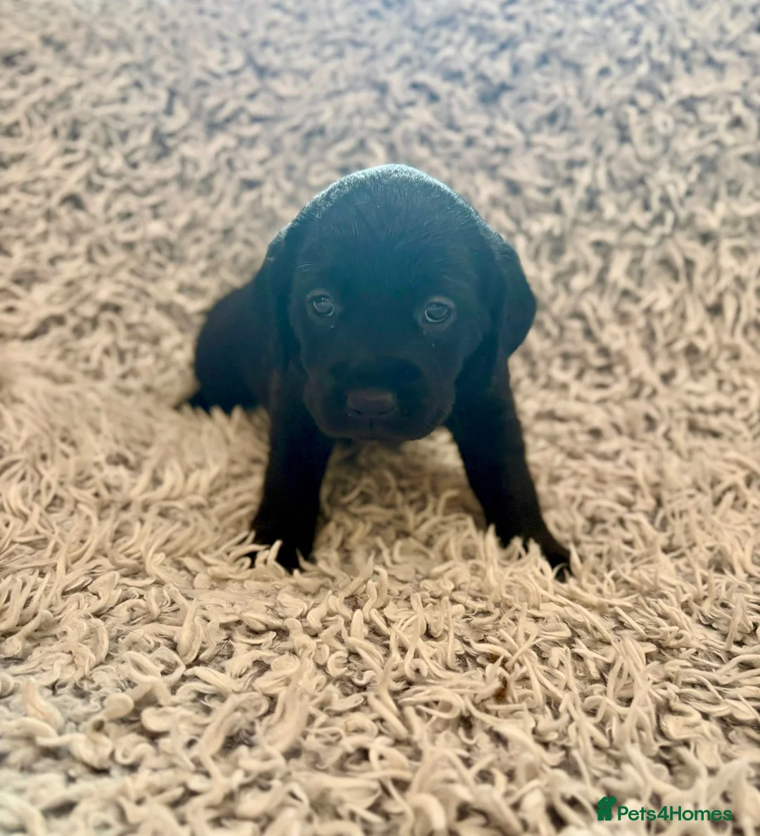 Mixed Breed dogs for sale: Cockerdor x Retriever chunky fluffy bundles of joy - Advert 7