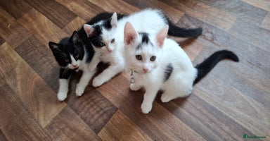 Mixed Breed cats - Advert 5
