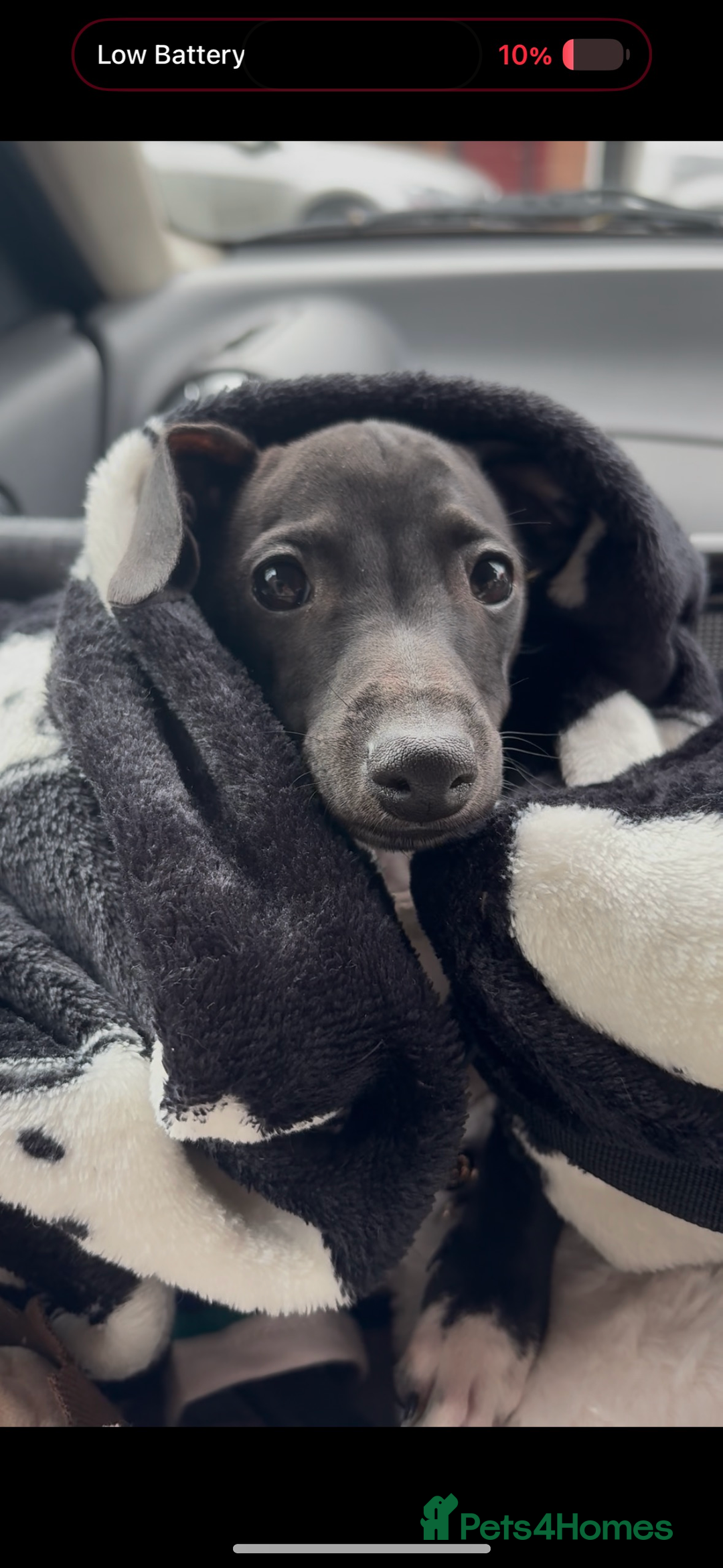 Italian Greyhound dogs for sale: Beautiful tiny Italian greyhound 11 weeks.  - Image 6