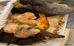 Shihpoo dogs for sale: beautiful shihpoo litter - Image 7