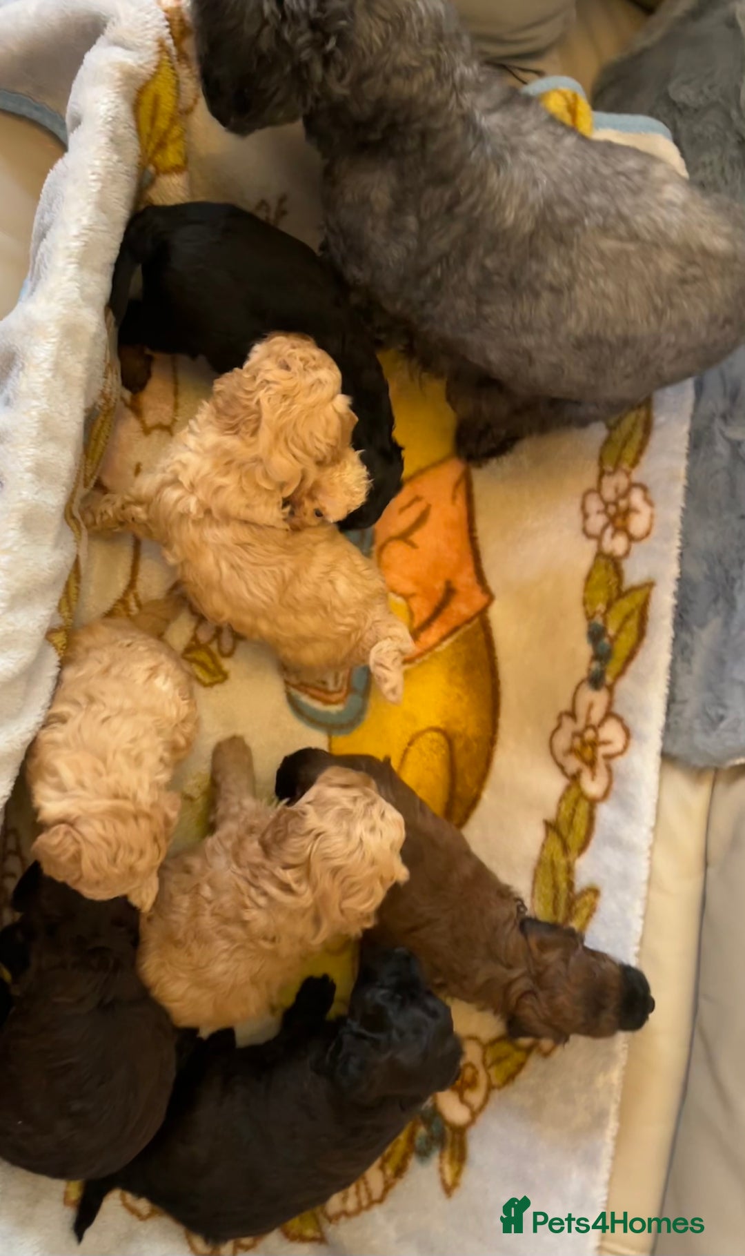 Shihpoo dogs for sale: beautiful shihpoo litter - Image 7