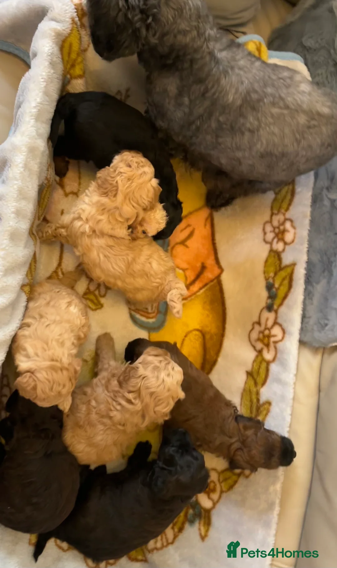 Shihpoo dogs for sale: 1 girl left shihpoo puppy fully vaccinated  - Advert 9