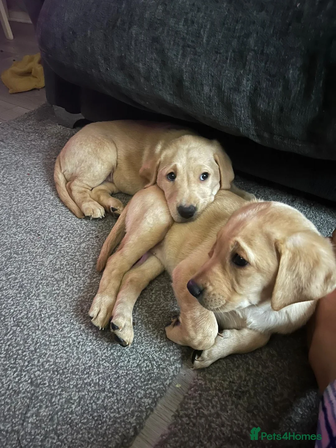 Labrador Retriever dogs for stud: Pedigree Health tested Fox Red Labrador for stud  in Wolverhampton - Advert 35