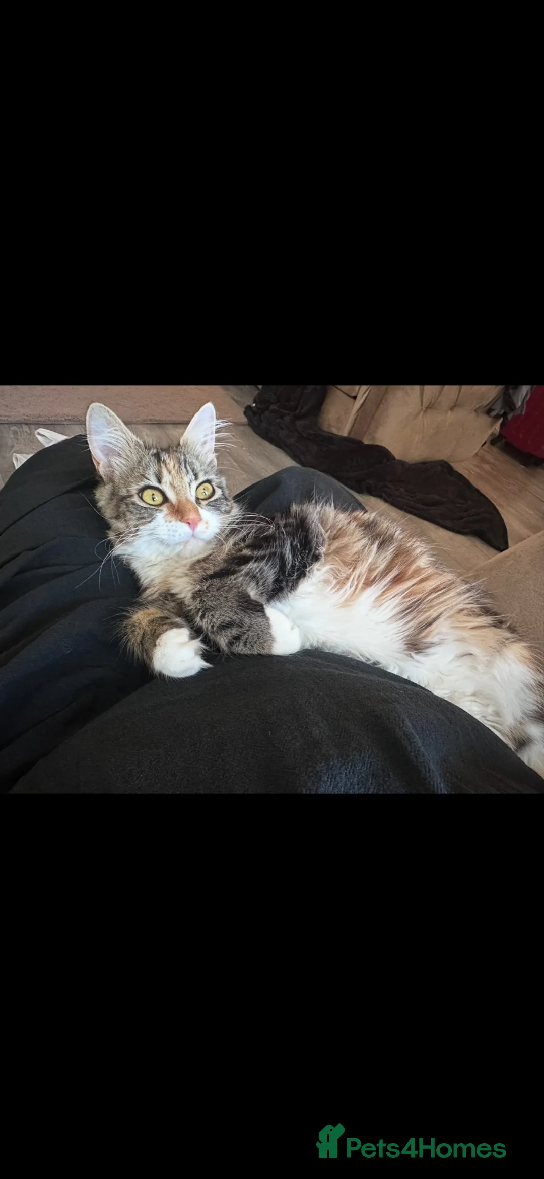 Mixed Breed cats for sale: Long haired tabby in Stoke-on-Trent - Advert 1