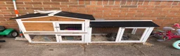 English Lop rabbits for sale: Comet and cupid in Bournemouth - Advert 3