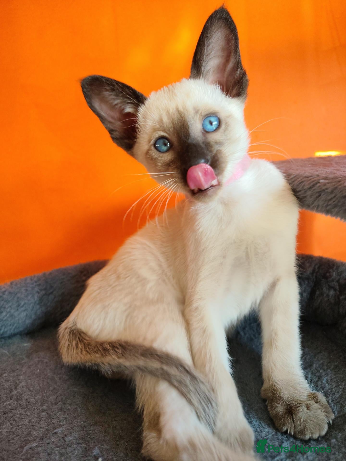 Siamese cats Gorgeous Siamese kittens!!! - Advert 1