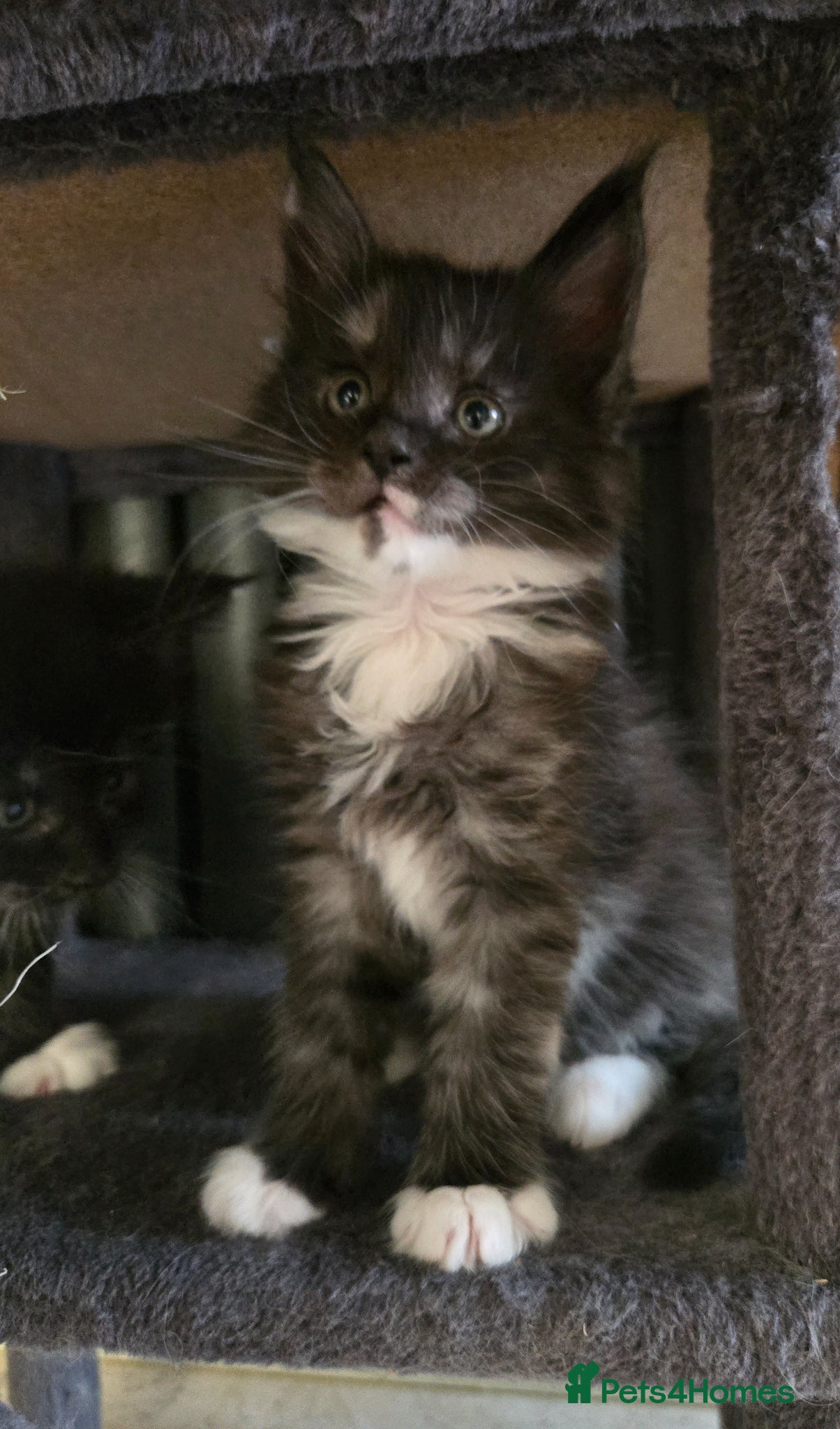Maine Coon cats GCCF Registered Maine Coon Kittens  - Advert 3