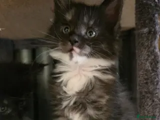 Maine Coon cats GCCF Registered Maine Coon Kittens - Advert 3