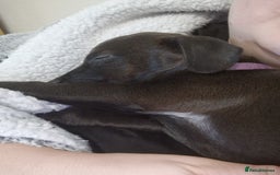 Patterdale Terrier dogs for sale: 1 year old Male Patterdale - Image 19