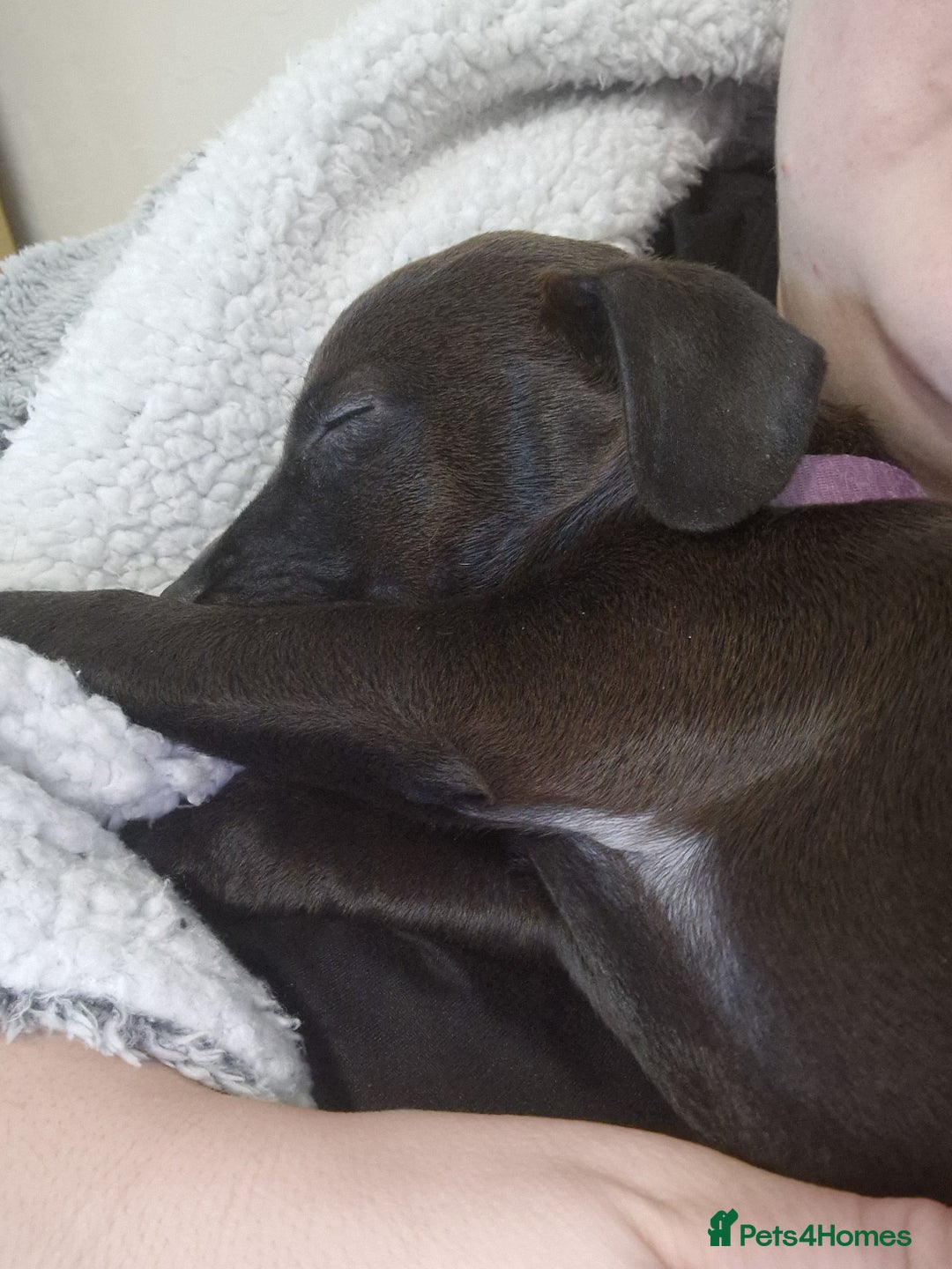 Patterdale Terrier dogs for sale: 1 year old Male Patterdale - Image 19