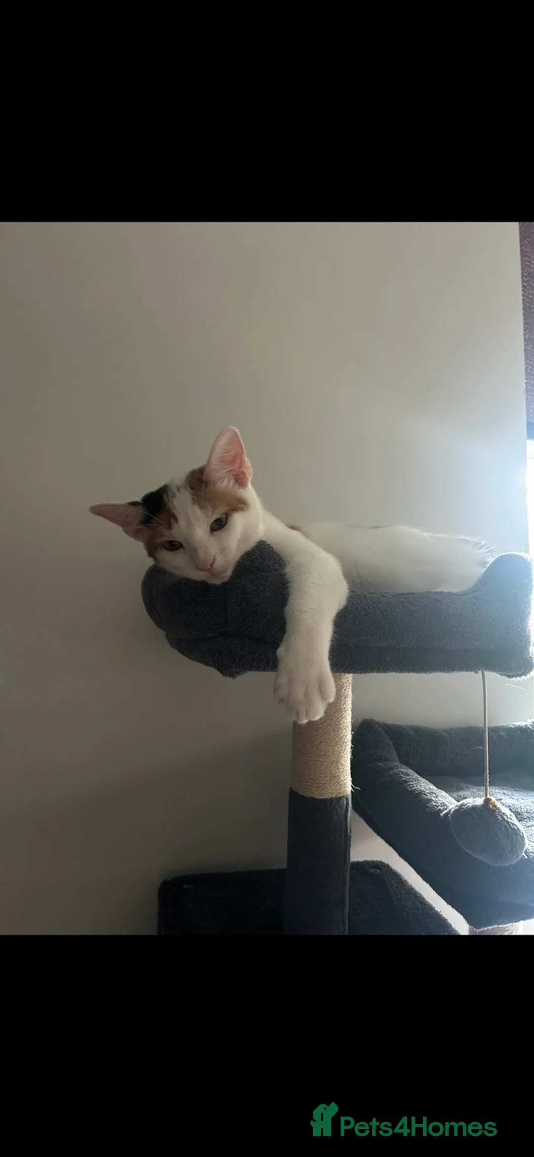 Mixed Breed cats for sale: 2 sister cats  in Liverpool - Advert 3