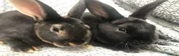 Rex rabbits for sale: Beautiful velvet mini Rex & Rex rabbits - Advert 7