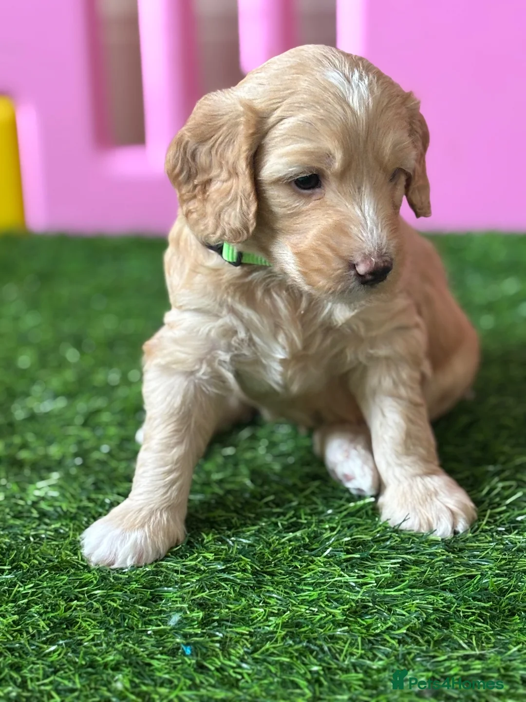 Australian Labradoodle dogs for sale: Fantastic breeding! Canadian & Australian lines - Advert 1